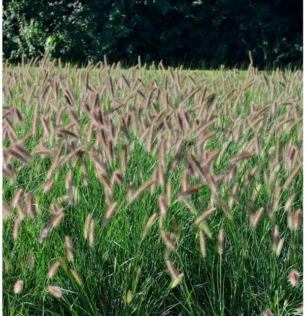 Lampenputzergras Hameln Pennisetum alopecuroides grüne Staude für den Garten - Bild 1
