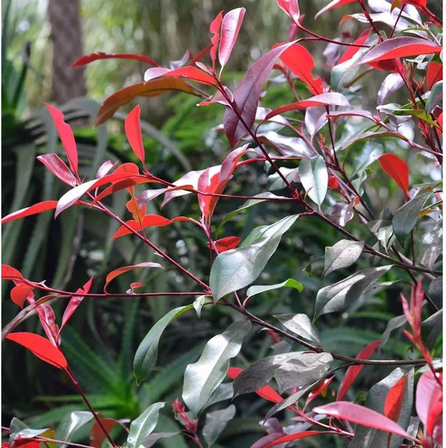 Photinia fraseri Glanzmispel Red Select Heckenpflanze für den Außenbereich, Höhe: 30-40 cm - Bild 1