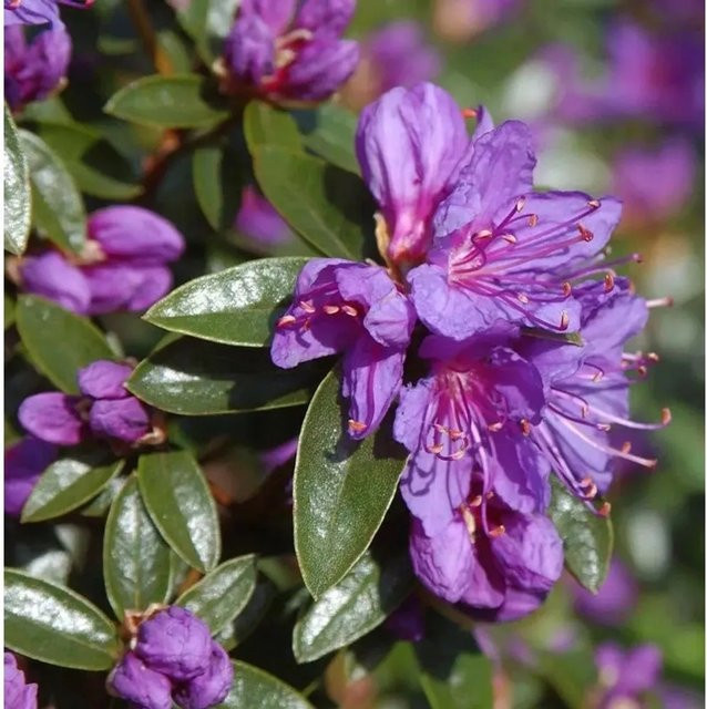 Zwerg Rhododendron Blue Wonder Rhododendron russatum Alpenrose in Blau, Höhe: 30-40 cm - Bild 1