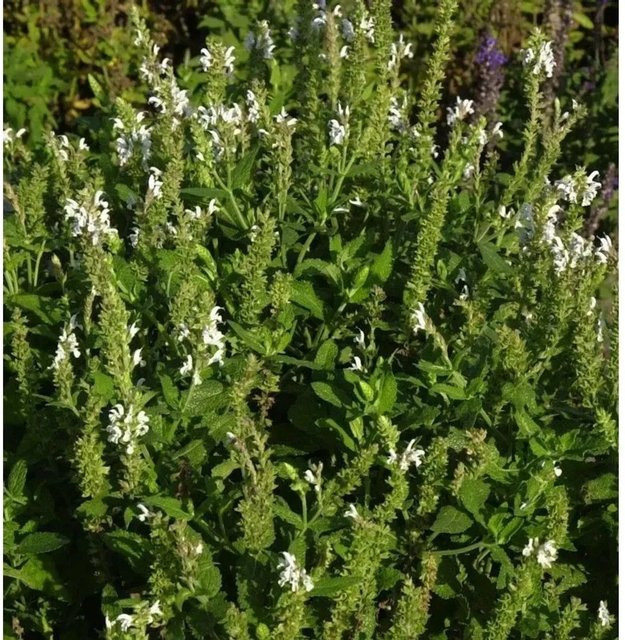 Ziersalbei Schneehügel Salvia nemorosa weiße Staude für Staudenbeete und Steingärten - Bild 1