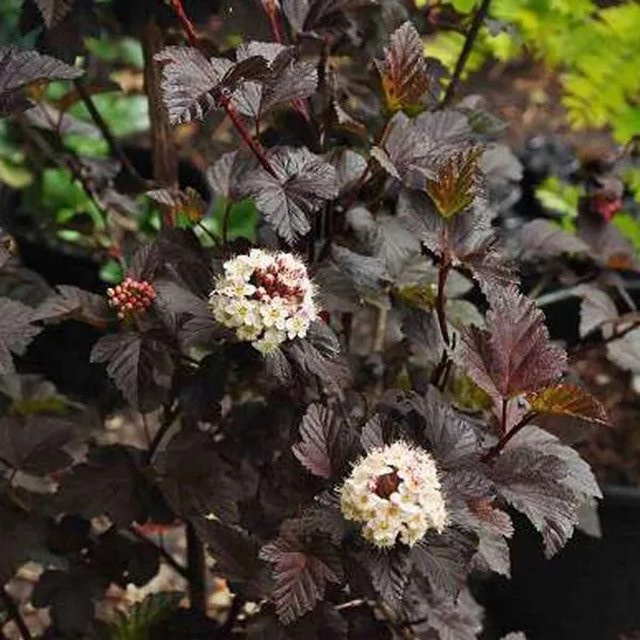 Arborix Blasenspiere Diabolo Physocarpus opulifolius mit dunkelrotem Laub im Container, Höhe: 35 cm - Bild 1