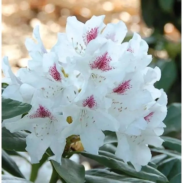 Großblumiger Rhododendron Schneeauge Alpenrose in Weiß, Höhe: 50-60 cm - Bild 1