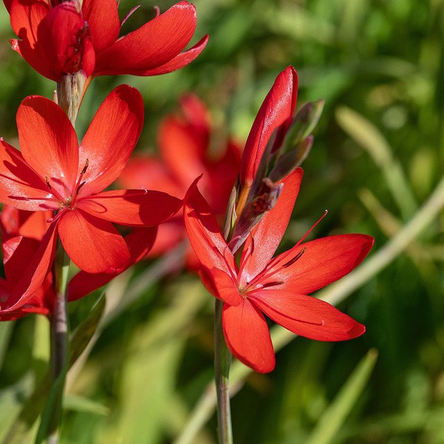 Sumpfspaltgriffel Major Schizostylis als mehrjährige Zierpflanze für den Garten und Wasserbereich in Rot und Grün - Bild 1