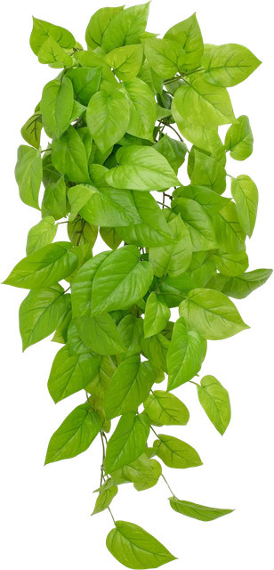 Künstliche Pflanze Aplanta Pothos Sky, Höhe: 83 cm - Bild 1