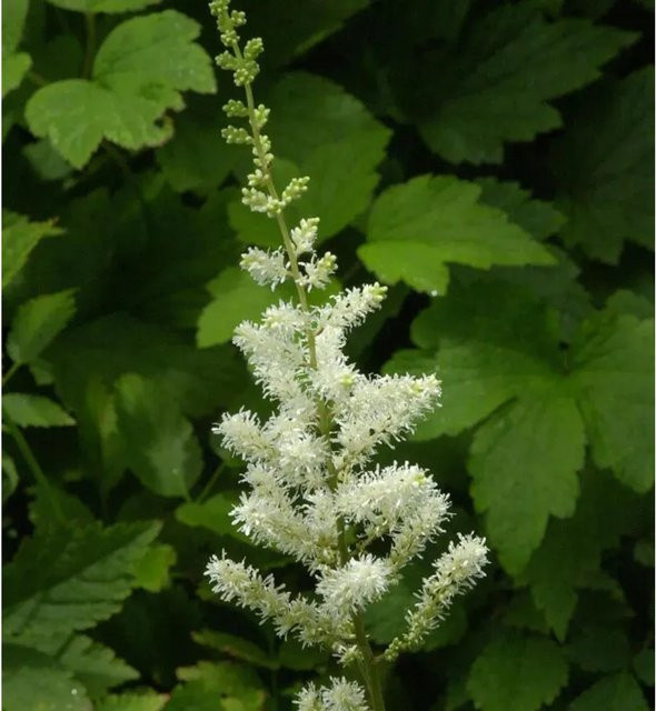 Astilbe arendsii Prachtspiere Bergkristall weiße Staude von Nr-01.de - Bild 1