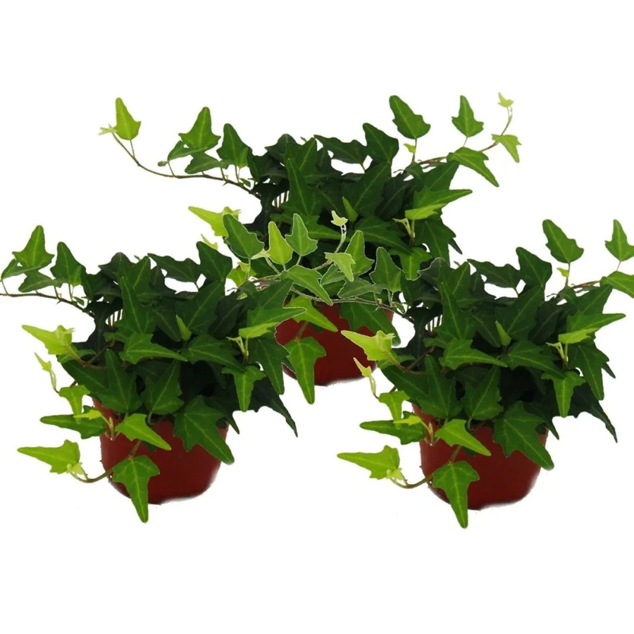 Exotenherz Hedera Helix Efeu 3er Set als Kletterpflanze und Bodendecker im 9cm Topf - Bild 2