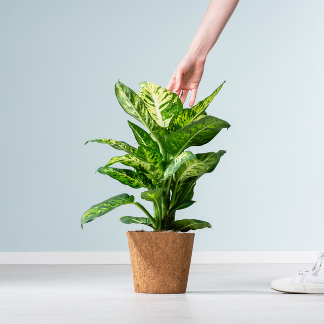 Dieffenbachia Sublime Zimmerpflanze von BLUME2000 im Kokostopf - Bild 1