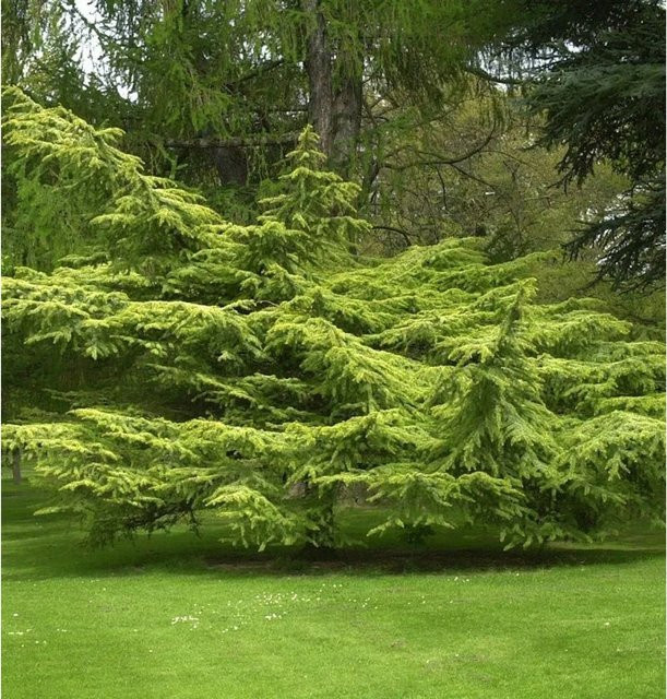 Goldene Atlaszeder Cedrus atlantica Solitärgehölz für den Garten - Bild 1