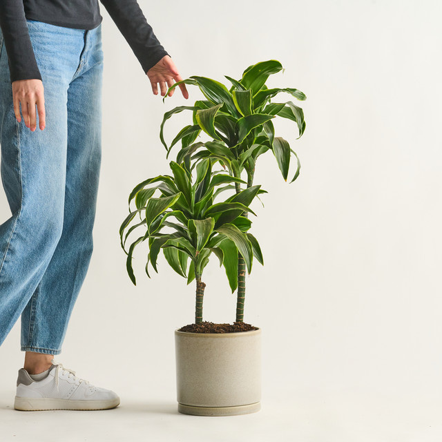 Drachenbaum Dorado von BLUME2000 in Gelb und Grün als Tischpflanze - Bild 1