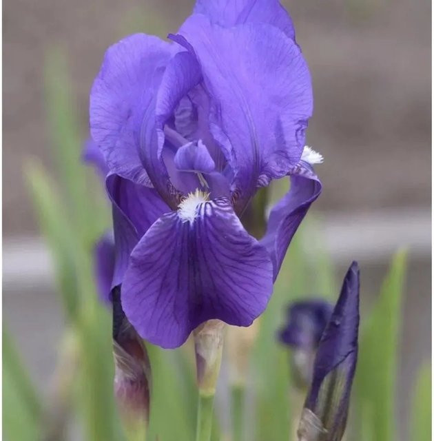Deutsche Schwertlilie Iris germanica als mehrjährige Staude im Topf von Nr-01.de - Bild 1