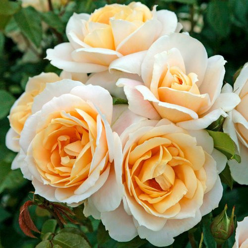 KORDES ROSEN Beetrose Lions-Rose in Rosa mit cremeweißen, gefüllten Blüten - Bild 1