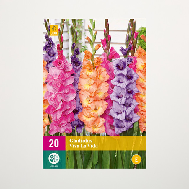 Gladiolen Viva la Vida Blumenzwiebeln 20 Knollen von BLUME2000 - Bild 1