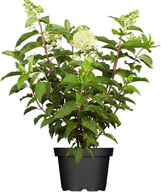 Hydrangea Paniculata Rispenhortensie Limelight in Grün, Weiß und Rosa, Höhe: 60-100 cm - Bild 1