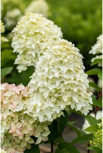 Rispenhortensie Hydrangea Paniculata Magical Candle Pflanzen für dich, Höhe: 40-60 cm - Bild 1
