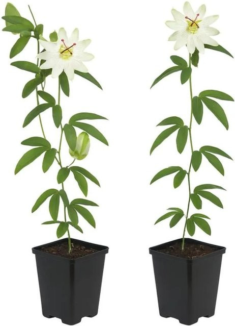 Exotenherz Passionsblume Passiflora Avalanche Kletterpflanze 2er Set im 11cm Topf - Bild 1