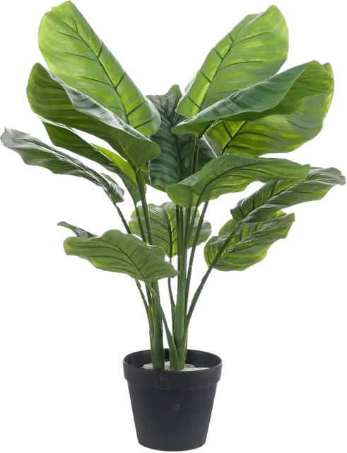 Künstliche Calathea orbifolia Pflanze von Aplanta in Grün, Höhe: 70 cm - Bild 1