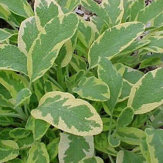 6er Set Arborix Goldsalbei Aurea Salvia officinalis mit gelbgrünem Laub im 9cm Topf - Bild 1