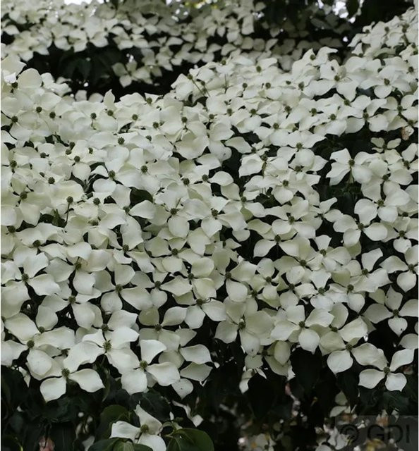 Chinesischer Blumen-Hartriegel Cornus kousa Wietings Select, weiß und rot, Höhe: 125-150 cm - Bild 1
