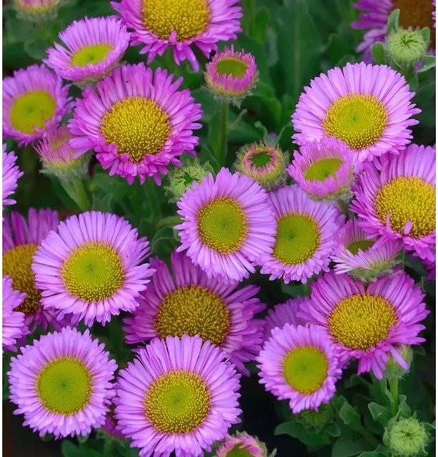 Erigeron glaucus Berufkraut Sea Breeze lila Staude - Bild 1