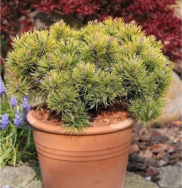 Wintergelbe Zwergbergkiefer Pinus mugo von Nr-01.de in Gelb und Grün, Höhe: 15-20 cm - Bild 1
