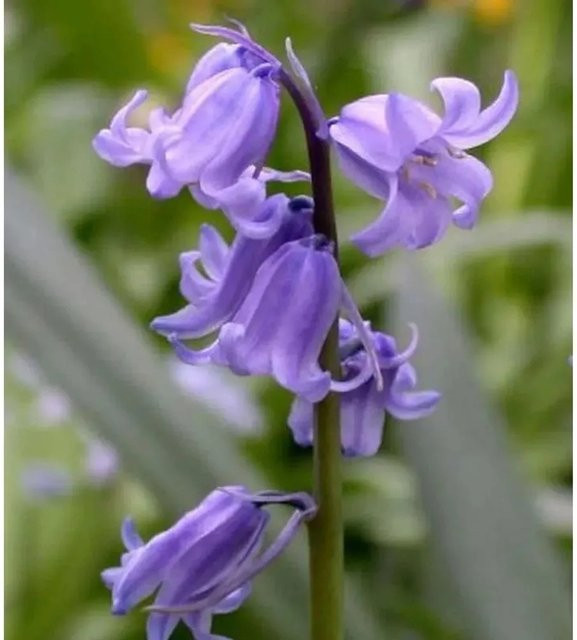 Glockenblaustern Excelsior Hyacinthoides hispanica für deinen Garten - Bild 1