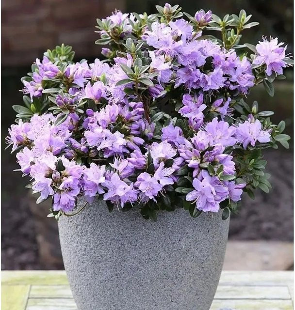 Zwerg Rhododendron Blaue Mauritius Rhododendron impeditum Alpenrose in Blau und Violett von Nr-01.de - Bild 1