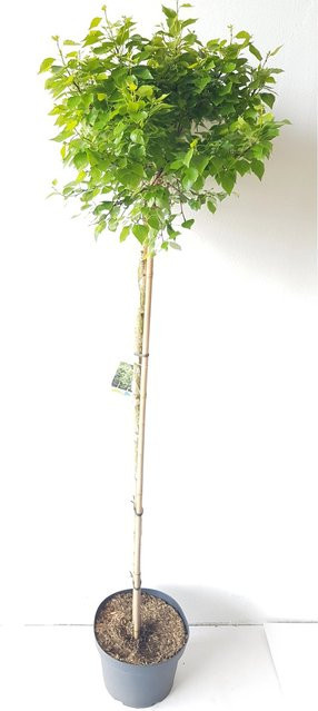 Pflanzen-Boering Betula Magical Globe Birke als Solitärpflanze Lollypop Baum, Höhe: 175 cm - Bild 1