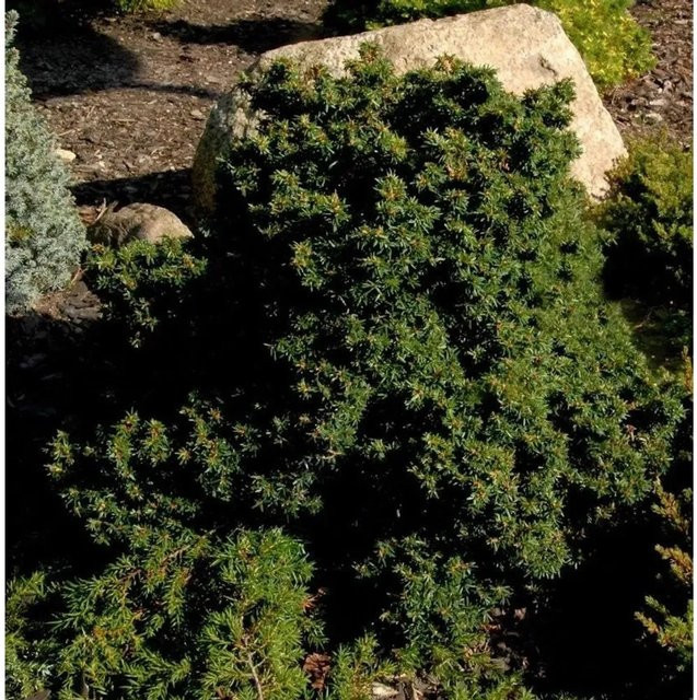 Kompakte Zwerg Hemlocktanne Tsuga canadensis grün Nr-01.de Höhe: 40-50 cm - Bild 1