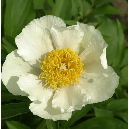 Edle Pfingstrose Claire de Lune Paeonia cultivar in Weiß als Gartenstaude