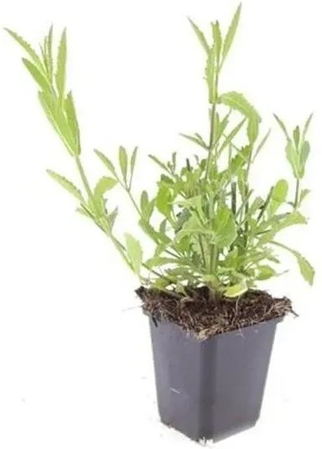 Exotenherz Set mit 6 Eisenkraut Verbena Bonariensis Zierstauden in 9cm Töpfen, lila Blüten und grünen Blättern - Bild 1