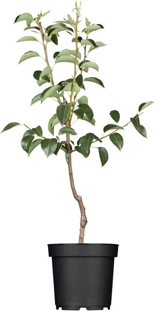 GROW by OBI Bio Birne Rote Williams im Topf, Pyrus communis Fruchtbaum, Höhe: 130 cm - Bild 1