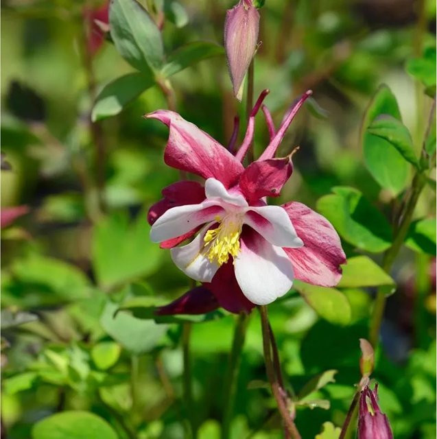 Aquilegia caerulea Akelei Rotstern mehrjährige Gartenpflanze in Rot, Weiß und Mehrfarbig - Bild 1