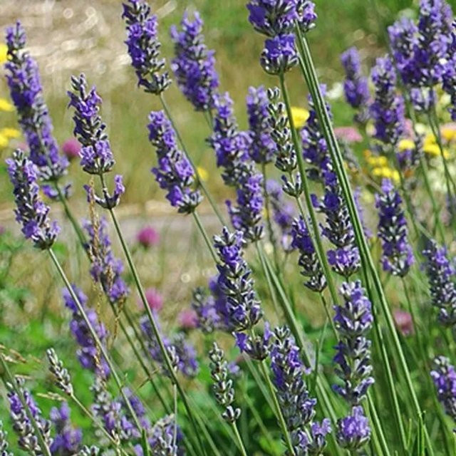 6er Set arborix Provence-Lavendel Grosso Lavandula intermedia in 9cm Töpfen mit duftenden Blüten - Bild 1