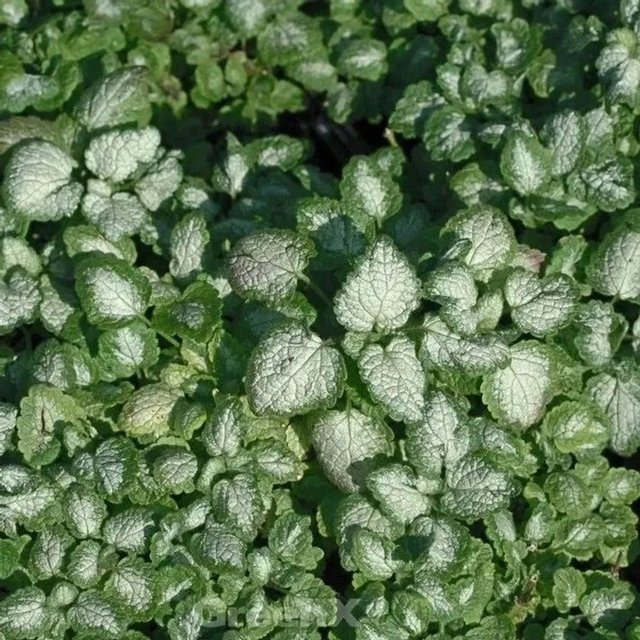 Lamium maculatum Waldnessel Red Nancy als roter und grüner Bodendecker für den Garten - Bild 1
