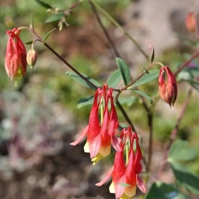 Aquilegia canadensis Fächer-Akelei rote Staude für Steingarten und Mauerwerksbegrünung - Bild 1