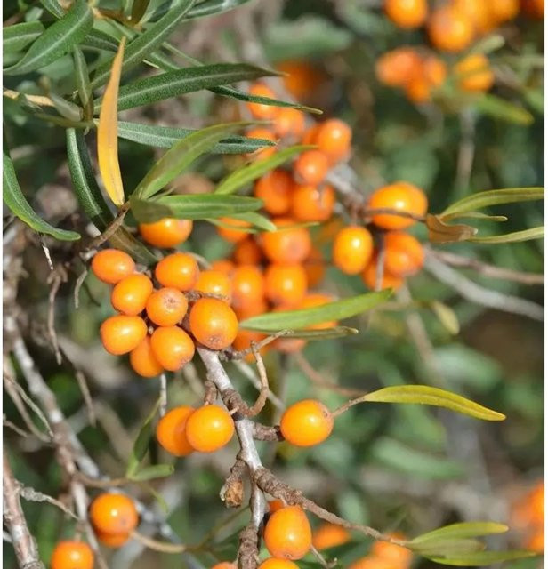 Weiblicher Sanddorn Hippophae rhamnoides Orange Energy von Die Nr-01.de (Höhe: 60-80 cm) - Bild 1