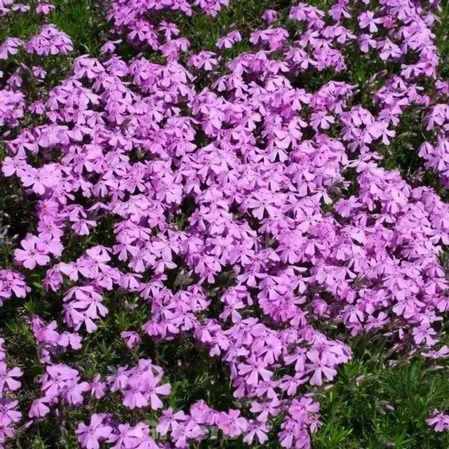 Phlox glaberrima Bill Baker Vorsommerblüher in Weiß und Lila-Blau als Gartenstaude - Bild 1