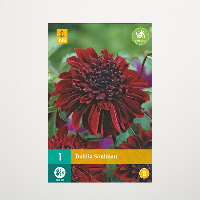 Anemonen-Dahlie Soulman Knolle für deinen Garten - Bild 1