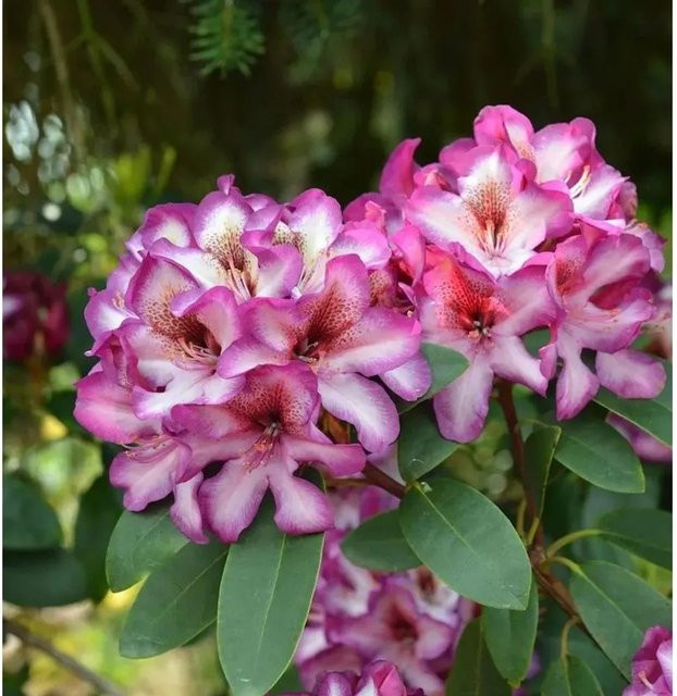 Großblumiger Rhododendron Hans Hachmann in Pink, Alpenrose für Hecken und Garten, Höhe: 50-60 cm - Bild 1