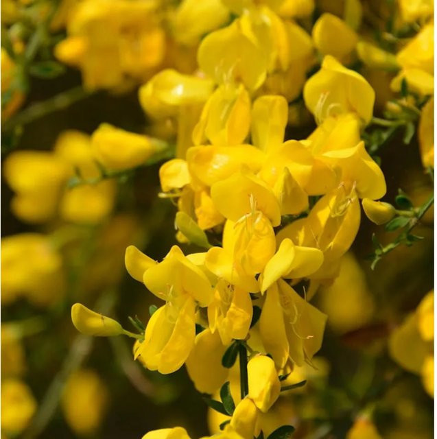 Skorpion Ginster Genista scorpius gelber Strauch für den Garten, Höhe: 20-30 cm - Bild 1