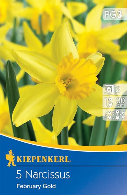 Narzisse February Gold gelb, 10 Zwiebeln von Mein schöner Garten Shop - Bild 1