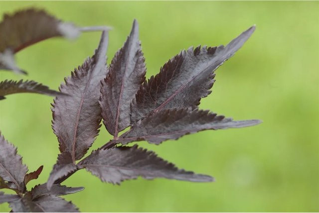 Sambucus Nigra Black Beauty Schwarzer Holunder Dunkelviolett 60–100 cm - Bild 1