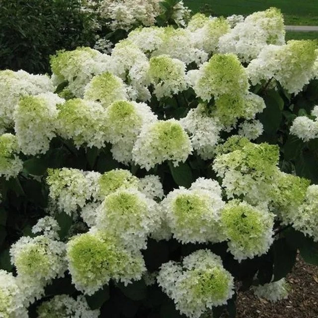 Arborix Rispenhortensie Polar Bear Hydrangea paniculata mit weißen Blütenrispen im Container, Höhe: 40 bis 50 cm - Bild 1