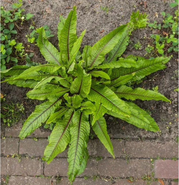 Blutampfer Rumex sanguineus Strauch für den Garten in Rot und Grün - Bild 1