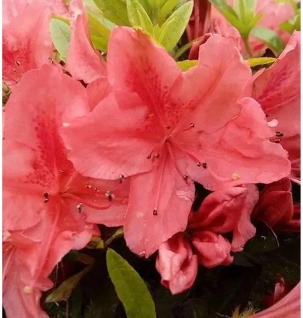 Kriechende Immergrüne Zwerg Azalee Komodo Rhododendron nakaharai von Nr-01.de - Bild 1