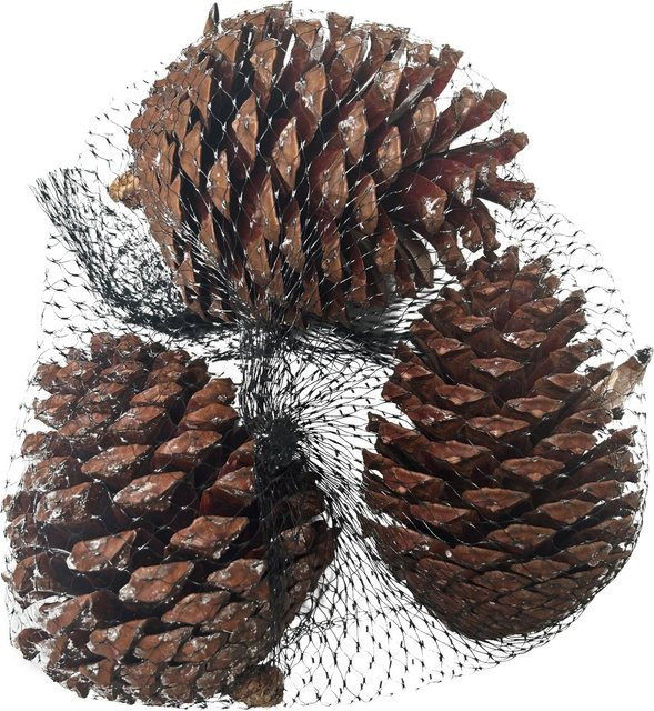 Mica Decorations Kieferzapfen Basteldekoration für Herbst und Weihnachten in Braun, 220 g - Bild 1