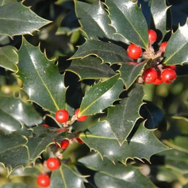 Arborix Alaska-Stechpalme Ilex aquifolium als immergrüne Heckenpflanze im Container, Höhe: 40 bis 60 cm - Bild 1