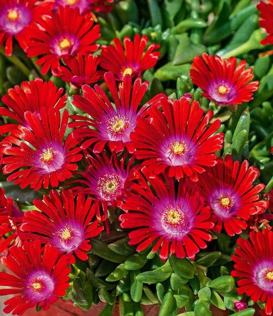 Winterharte Eisblume Sundella Red® - Bild 1