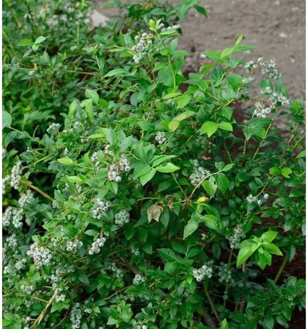 Heidelbeere Darrow Vaccinium corymbosum Beerenstrauch für den Garten - Bild 1