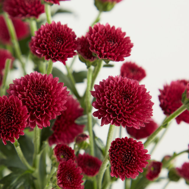 Blume2000 Chrysanthemen Purple Bunch - Bild 1